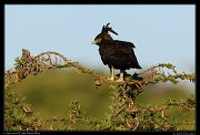  Long-crested Eagle, Masai Mara, Kenya � J. Zinn