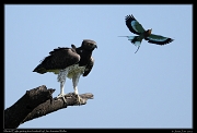  Martial Eagle divebombed by Lilac-breasted Roller, Masai Mara, Kenya � J. Zinn
