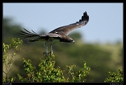  Martial Eagle, Masai Mara, Kenya � J. Zinn
