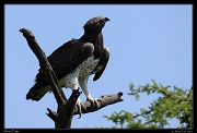  Martial Eagle, Masai Mara, Kenya � J. Zinn