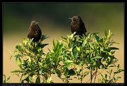  Northern Anteater Chats, Masai Mara, Kenya � J. Zinn