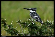  Pied Kingfisher, Masai Mara, Kenya � J. Zinn