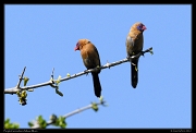  Purple Grenadiers, Masai Mara, Kenya � J. Zinn