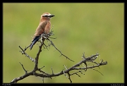  Purple Roller, Masai Mara, Kenya � J. Zinn