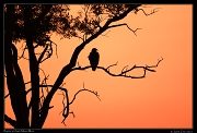  Raptor at dawn, Masai Mara, Kenya � J. Zinn