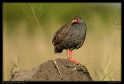  Red-necked Spurfowl, Masai Mara, Kenya � J. Zinn
