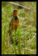  Rosy-throated Longclaw, Masai Mara, Kenya � J. Zinn
