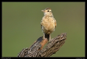  Rufous-naped Lark, Masai Mara, Kenya � J. Zinn