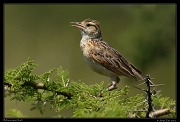  Rufous-naped Lark, Masai Mara, Kenya � J. Zinn