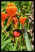  Scarlet-chested Sunbird, Masai Mara, Kenya � J. Zinn