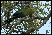  Schalow's Turaco, Masai Mara, Kenya � J. Zinn