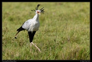  Secretary Bird, Masai Mara, Kenya � J. Zinn