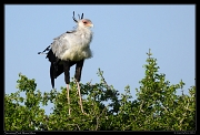  Secretary Bird, Masai Mara, Kenya � J. Zinn
