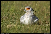  Secretary Bird, Masai Mara, Kenya � J. Zinn