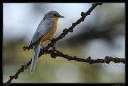 Silverbird, Masai Mara, Kenya � J. Zinn
