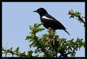  Sooty Chat, Masai Mara, Kenya � J. Zinn