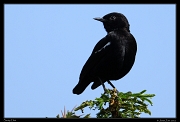  Sooty Chat, Masai Mara, Kenya � J. Zinn