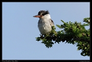  Striped Kingfisher, Masai Mara, Kenya � J. Zinn