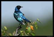  Superb Starling, Masai Mara, Kenya � J. Zinn