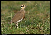  Temminck's Courser, Masai Mara, Kenya � J. Zinn