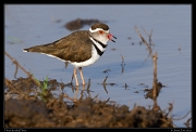  Three-banded Plover, Masai Mara, Kenya � J. Zinn