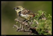  Usambiro Barbet, Masai Mara, Kenya � J. Zinn