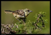  Usambiro Barbet, Masai Mara, Kenya � J. Zinn