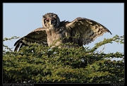  Verreaux's Eagle Owl drying off, Masai Mara, Kenya � J. Zinn