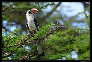  Von der Decken's Hornbill, Masai Mara, Kenya � J. Zinn