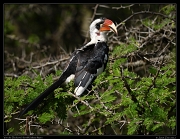  Von der Decken's Hornbill, Masai Mara, Kenya � J. Zinn