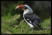  Von der Decken's Hornbill, Masai Mara, Kenya � J. Zinn