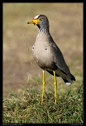  Wattled Lapwing, Masai Mara, Kenya � J. Zinn