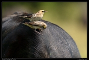  Wattled Starlings on Buffalo, Masai Mara, Kenya � J. Zinn