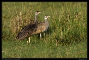  White-bellied Bustard pair, Masai Mara, Kenya � J. Zinn