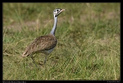  White-bellied Bustard, Masai Mara, Kenya � J. Zinn