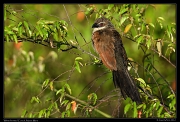  White-browed Coucal, Masai Mara, Kenya � J. Zinn
