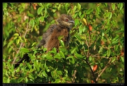  White-browed Coucal, Masai Mara, Kenya � J. Zinn
