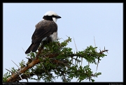  White-rumped Shrike, Masai Mara, Kenya � J. Zinn