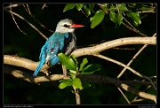  Woodland Kingfisher, Masai Mara, Kenya � J. Zinn