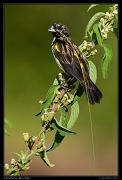  Yellow Bishop with nesting material, Masai Mara, Kenya � J. Zinn