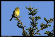  Yellow-fronted Canary, Masai Mara, Kenya � J. Zinn