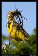  Yellow-throated Longclaw with nesting material, Masai Mara, Kenya � J. Zinn