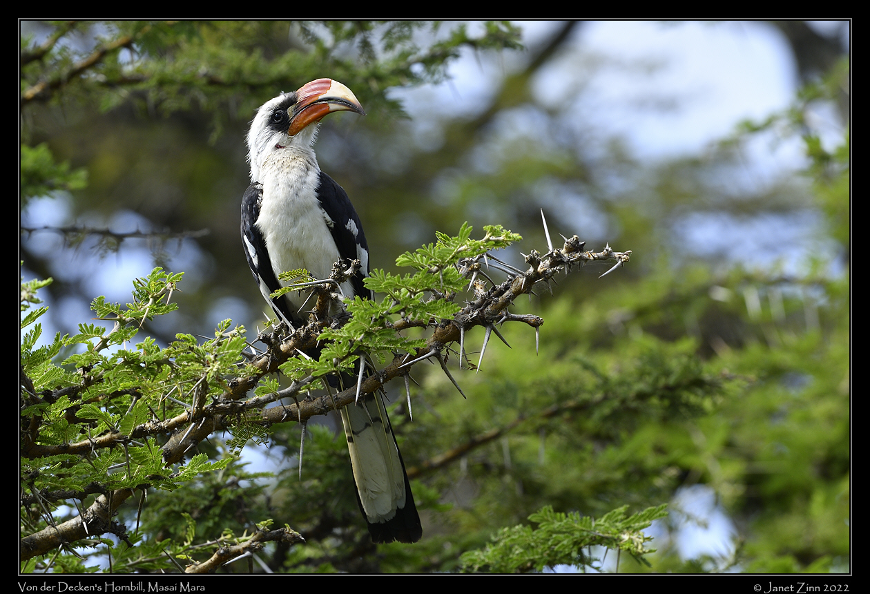 von_der_decken_hornbill_JZ1_0197a