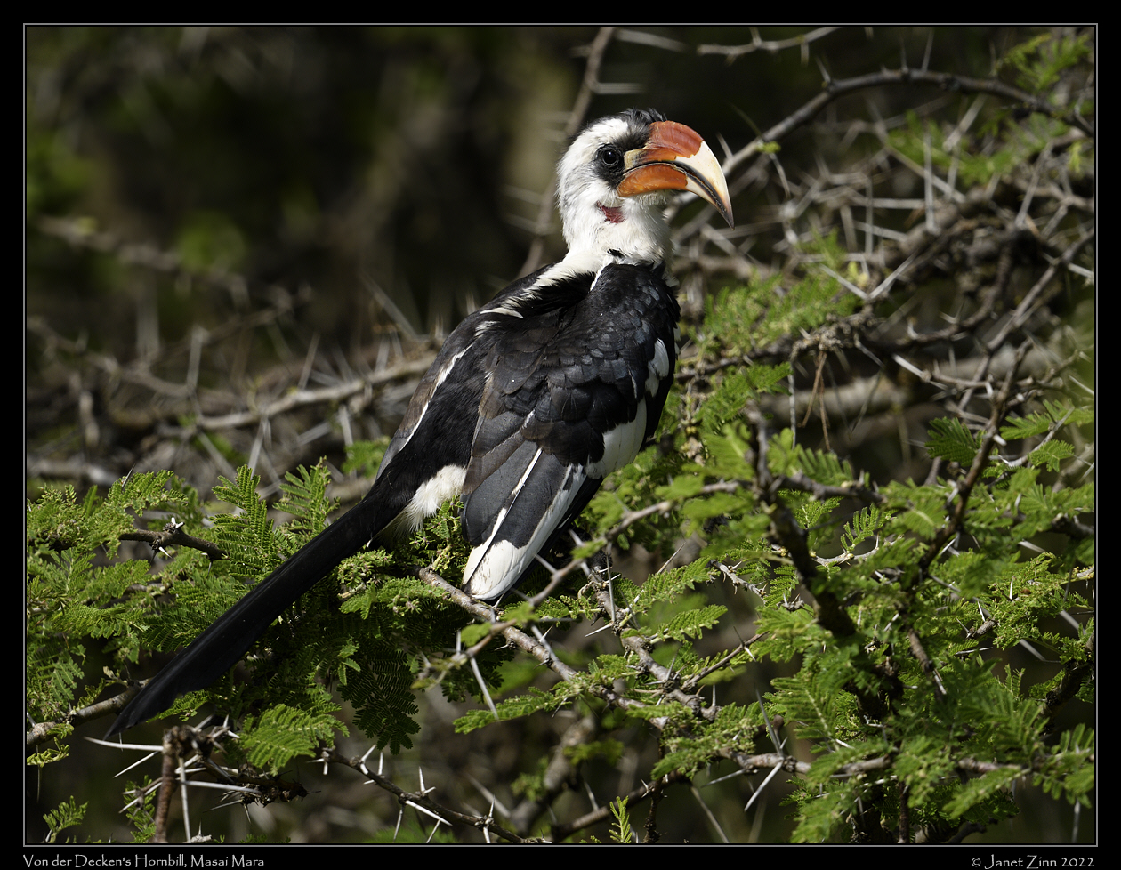 von_der_decken_hornbill_JZ9_7265a