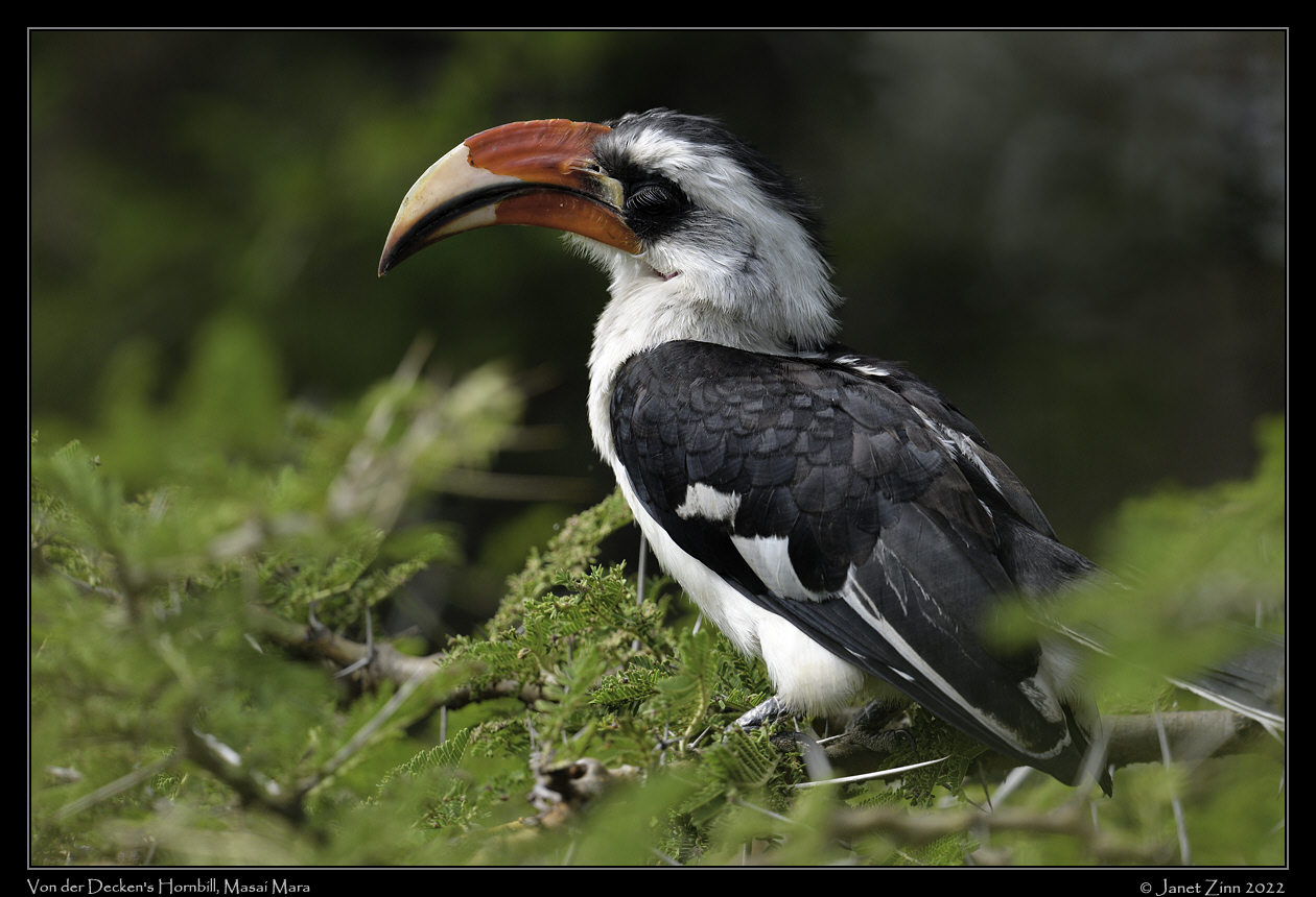 von_der_decken_hornbill_JZ9_7280a