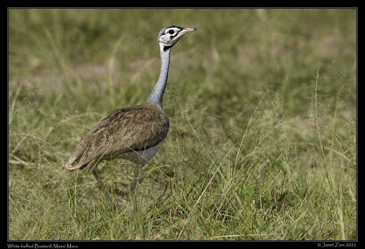 white_bellied_bustard_JZ9_3647a