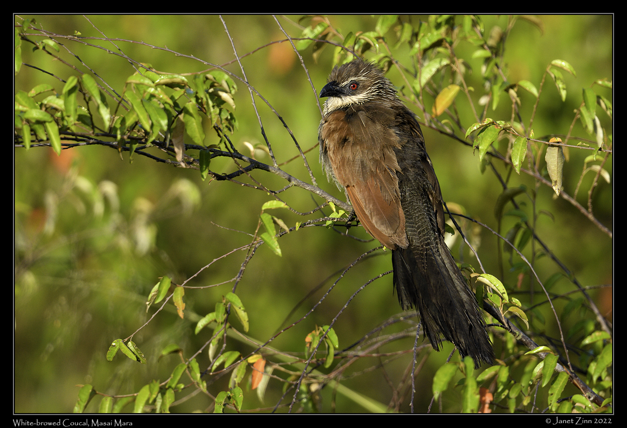 white_browed_coucal_JZ9_2571a