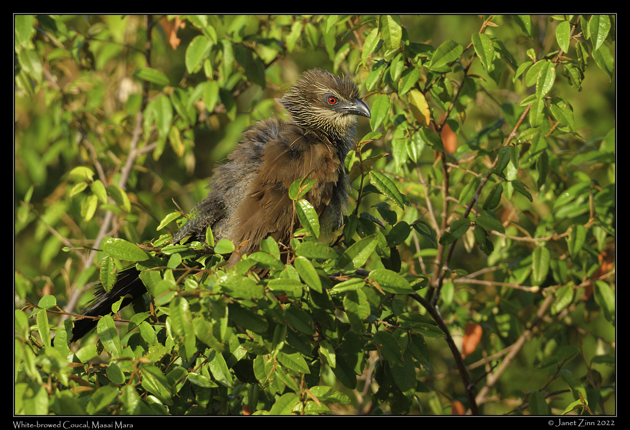 white_browed_coucal_JZ9_2593a