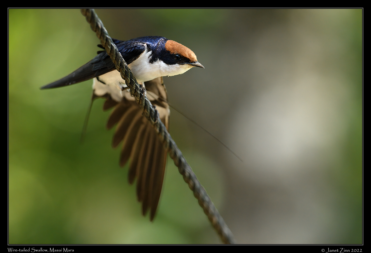 wire_tailed_swallow_JZ9_8525a