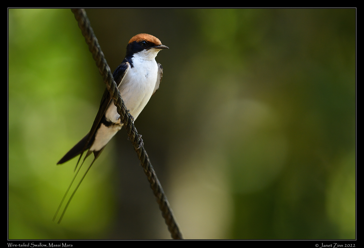 wire_tailed_swallow_JZ9_8586a